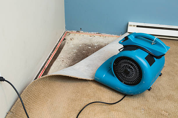 Best Mold removal after water damage  in Brandon, MS